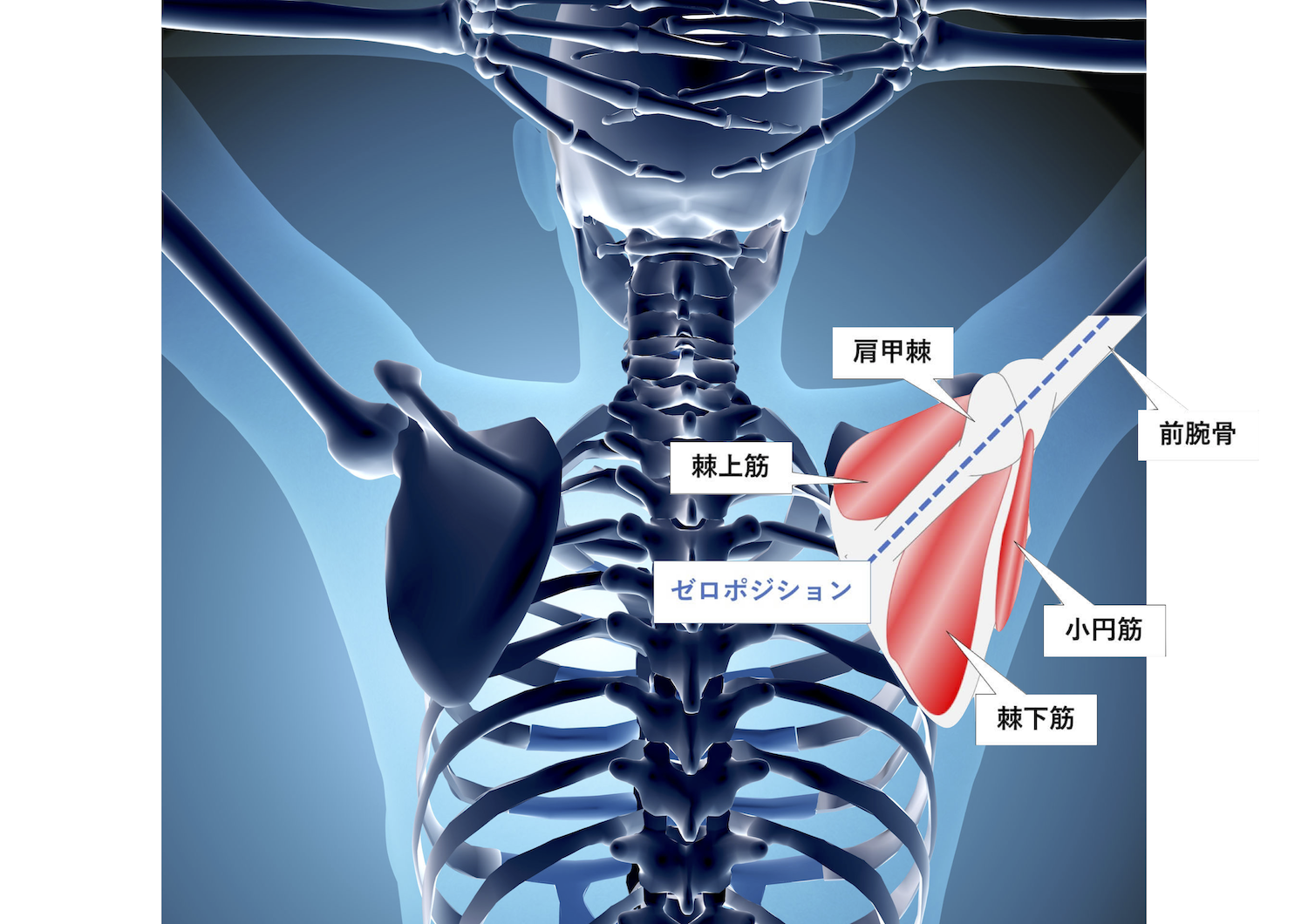 慢性五十肩を根本から取り切る臨床リハビリテクニック オンライン師匠メディア